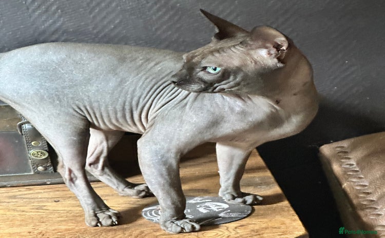 Sphynx cats - Advert 11