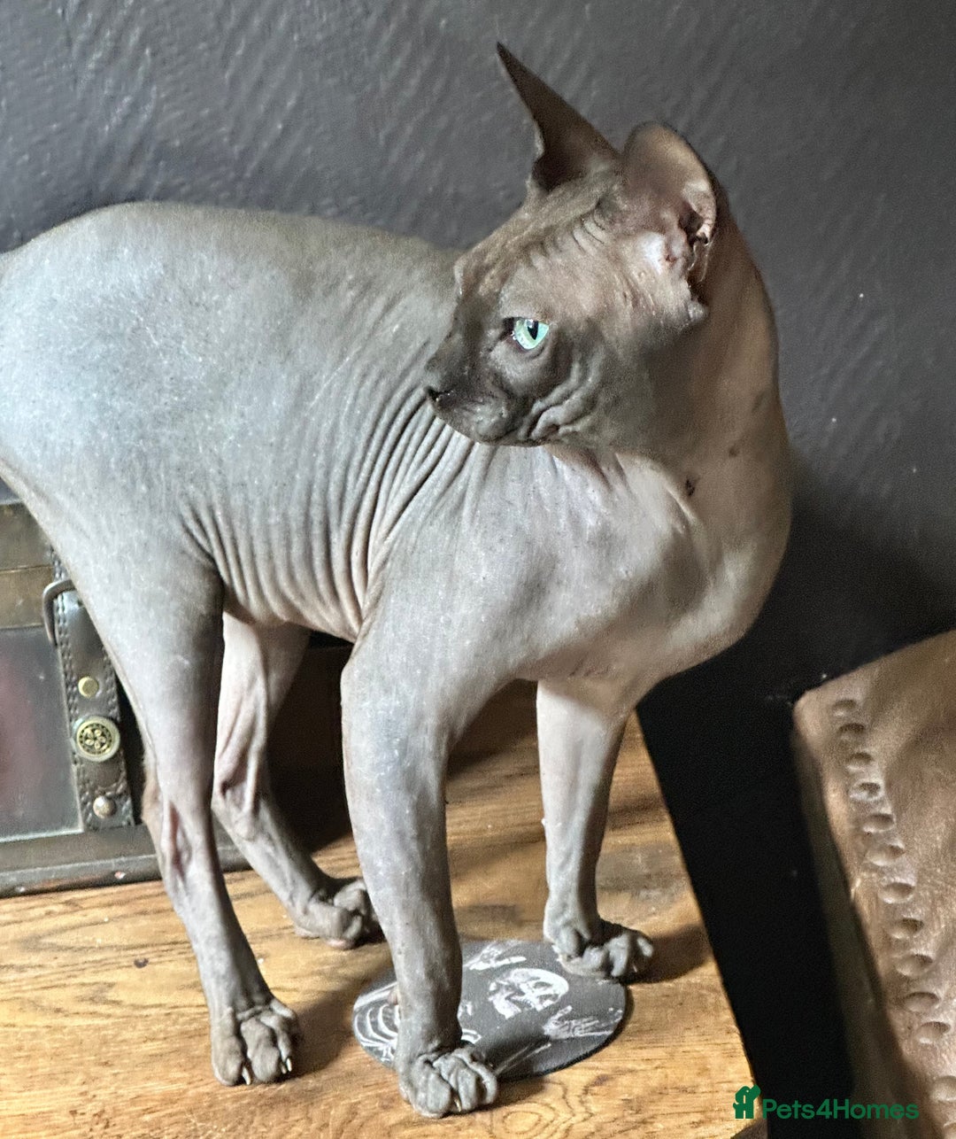 Sphynx cats for sale: Beautiful 2 yr old sphynx boy - Image 1