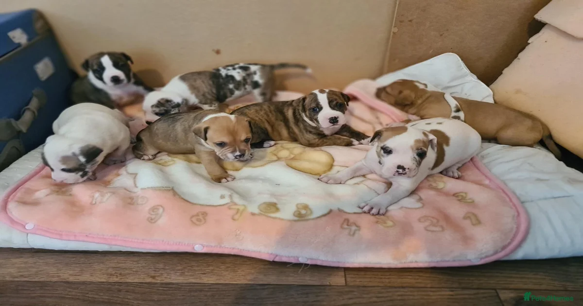 Alapaha Blue Blood Bulldog Puppies for sale in Dunstable, Central ...