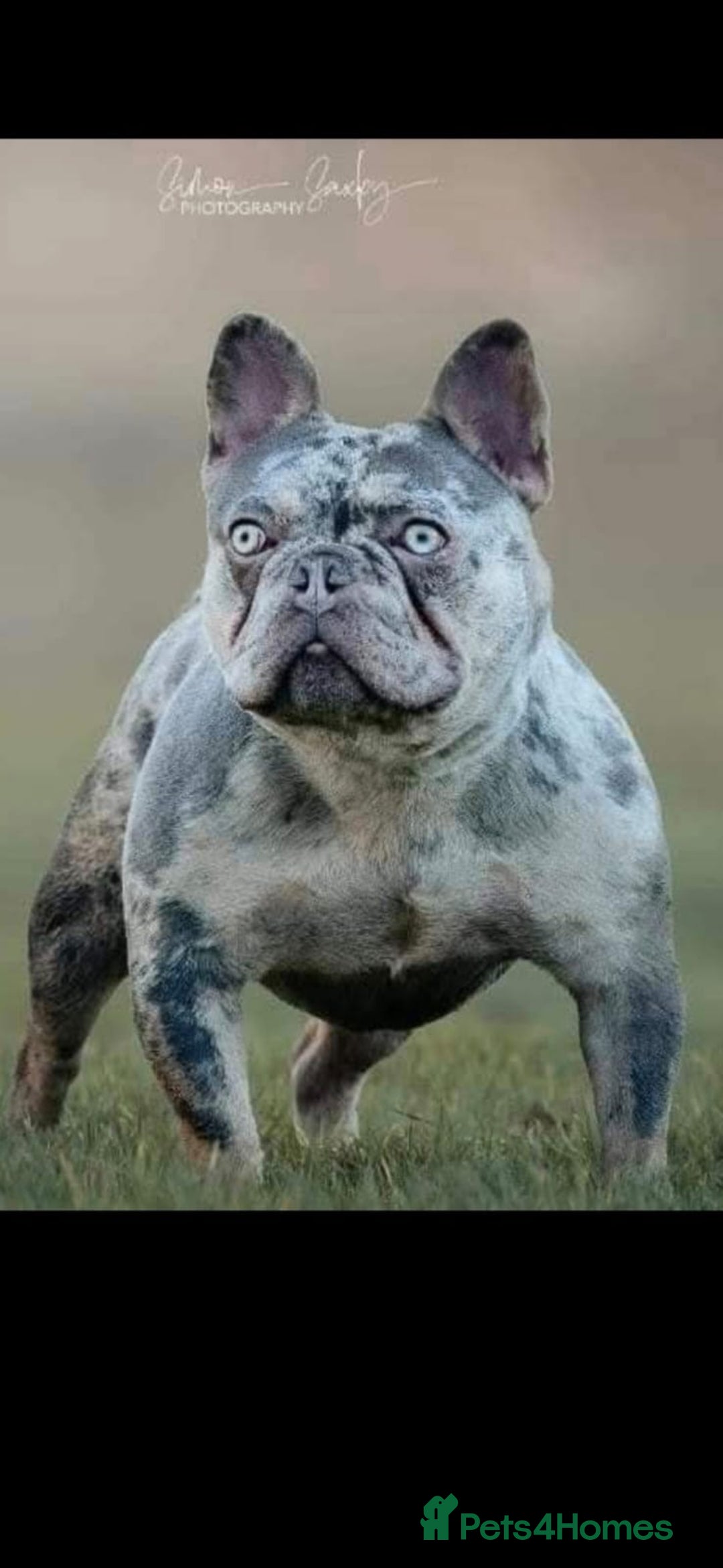 French Bulldog dogs for sale: French Bulldog puppies  - Advert 13