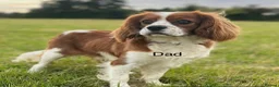 Cavapoo dogs for sale: Adorable F1 Cavapoo, health tested puppies  in Worcester - Advert 9
