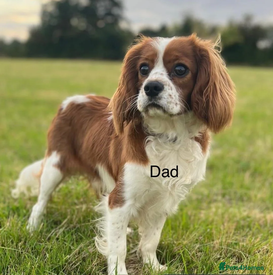 Cavapoo dogs for sale: Adorable F1 Cavapoo, health tested puppies  in Worcester - Advert 9