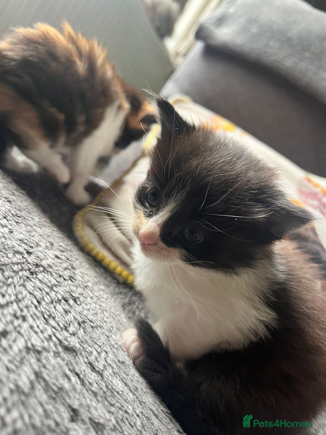 Mixed Breed cats for sale: Last two boys left! - Image 1