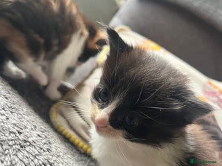 Mixed Breed cats - Advert 13