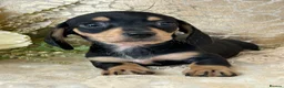 Miniature Dachshund dogs for sale: KC Smooth Coat Miniature Dachshunds - Advert 3