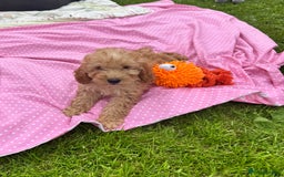 Cockapoo dogs for sale: TOY COCKAPOO PUPPIES  - Image 13