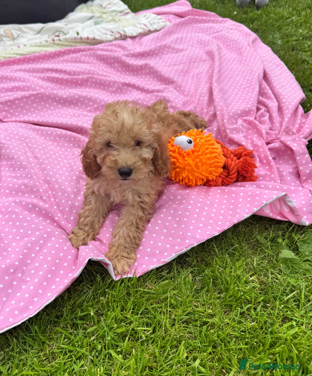 Cockapoo dogs for sale: TOY COCKAPOO PUPPIES  - Image 13