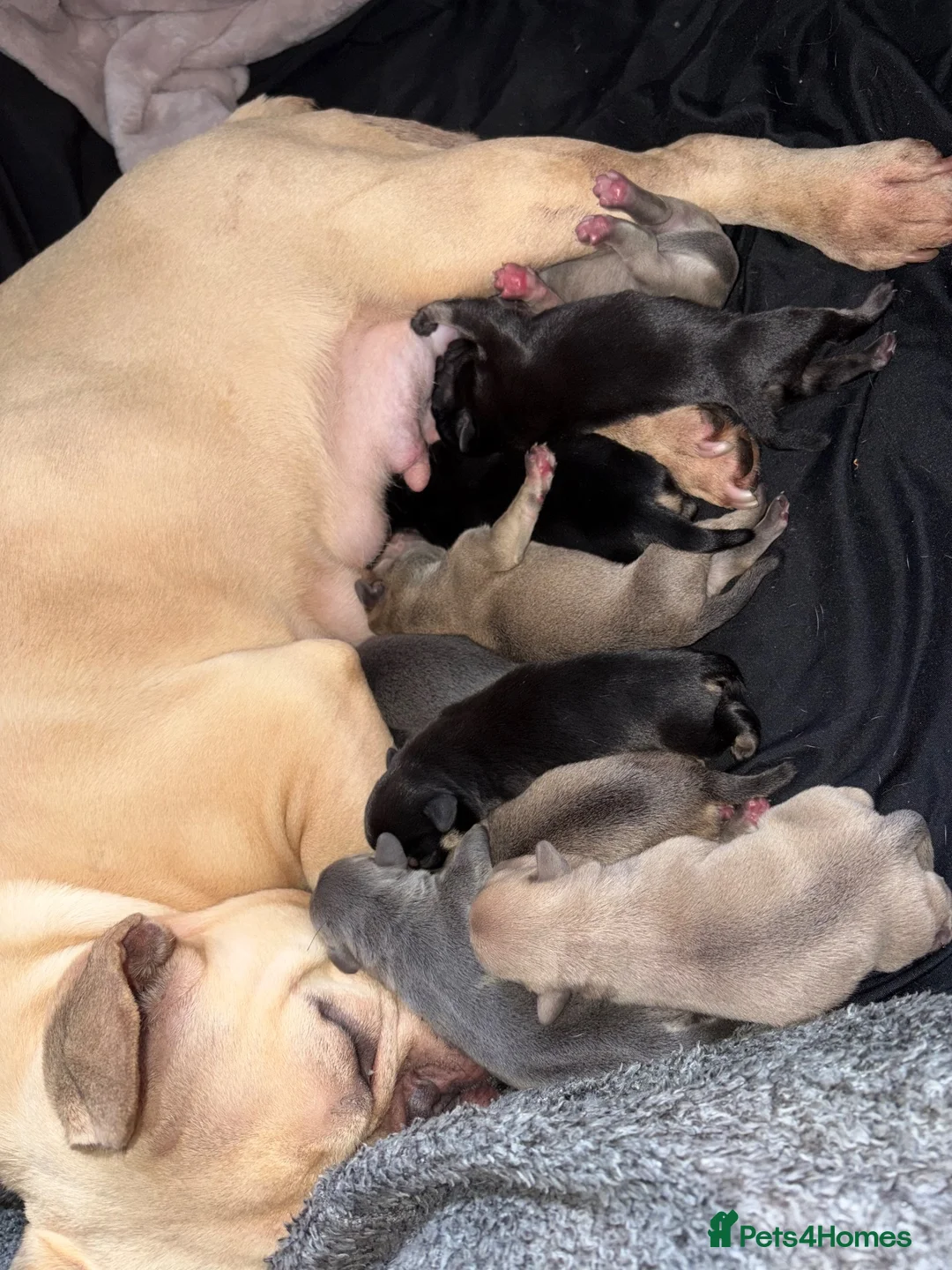 Frug dogs for sale: Stunning litter of 8 little FRUG boys  - Advert 2