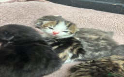Mixed Breed cats for sale: Kittens  - Image 3