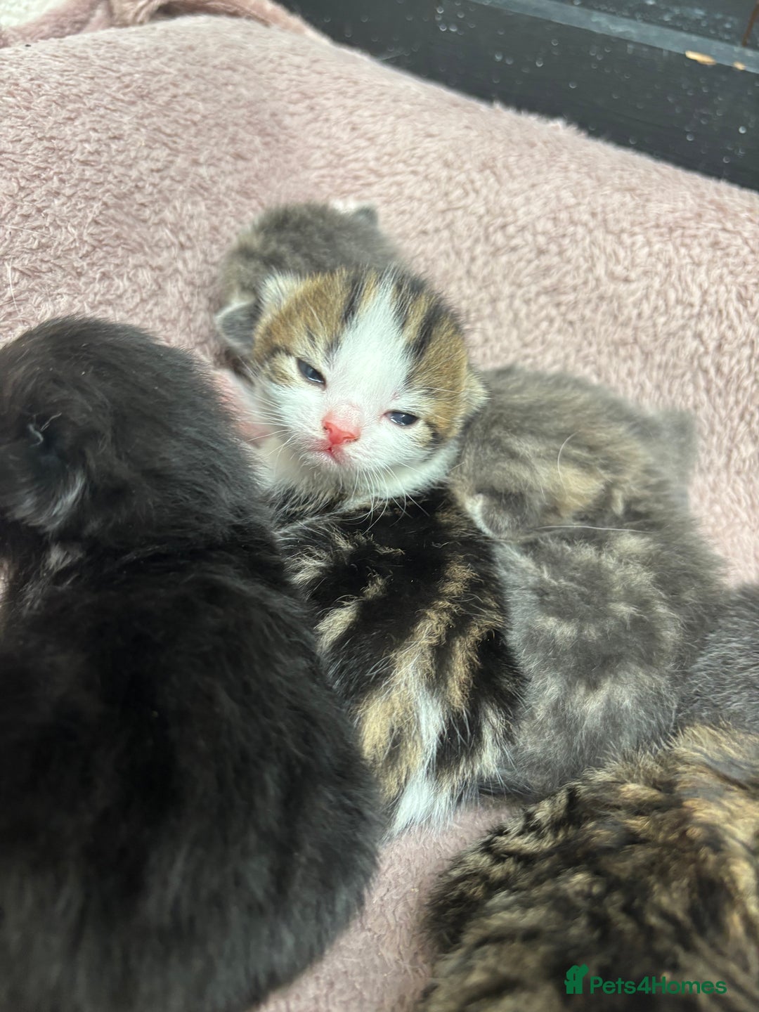 Mixed Breed cats for sale: Kittens  - Image 3
