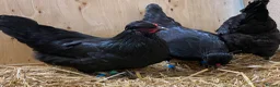 Chickens poultry for sale:  Stunning Green Egg Layers  - Advert 14