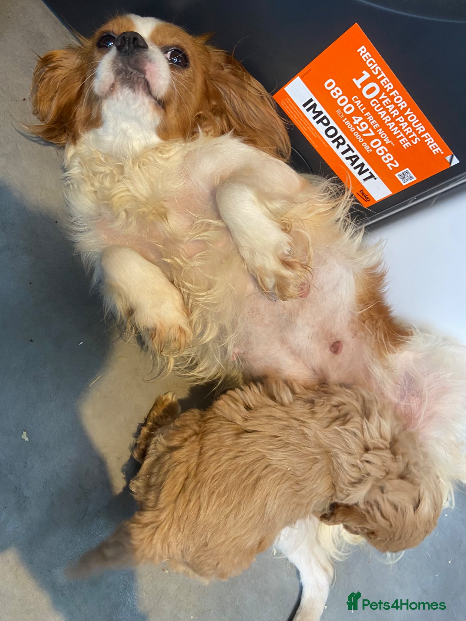 Cavapoo dogs F1 Cavapoo - Advert 1