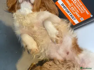 Cavapoo dogs F1 Cavapoo - Advert 3