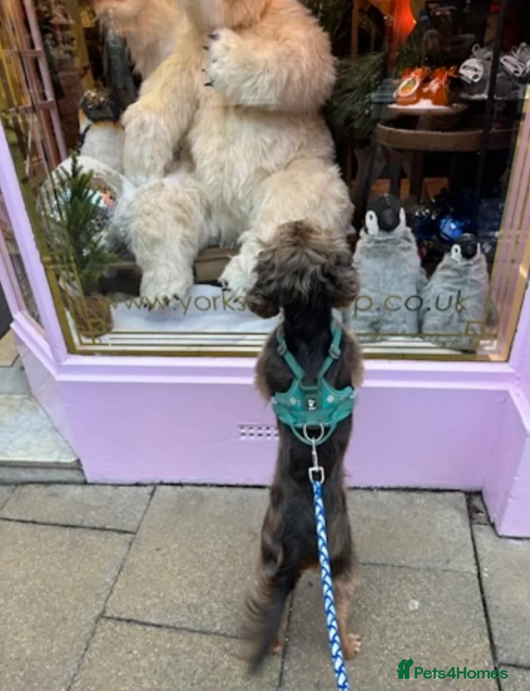 Cocker Spaniel dogs for sale: 5 Stunning Show Cocker Spaniel Pups  - Advert 19