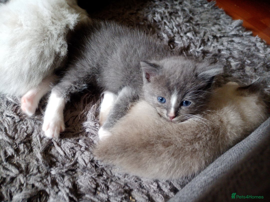 Ragdoll cats for sale: Ragdoll kittens  - Image 3