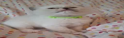 Ragdoll cats for sale: 🐾🤍OUR BEAUTIFUL NEW RAGDOLL–5 GIRLS & 1 BOY 🤍🐾 - Advert 27