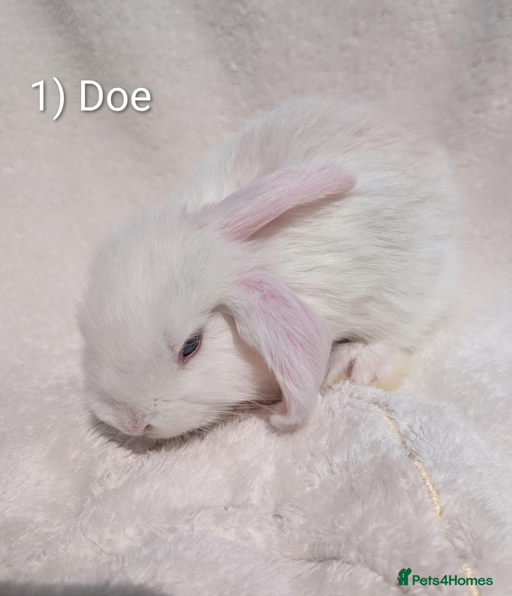 Mini Lop rabbits Stunning Mini Lop Babies  - Advert 1