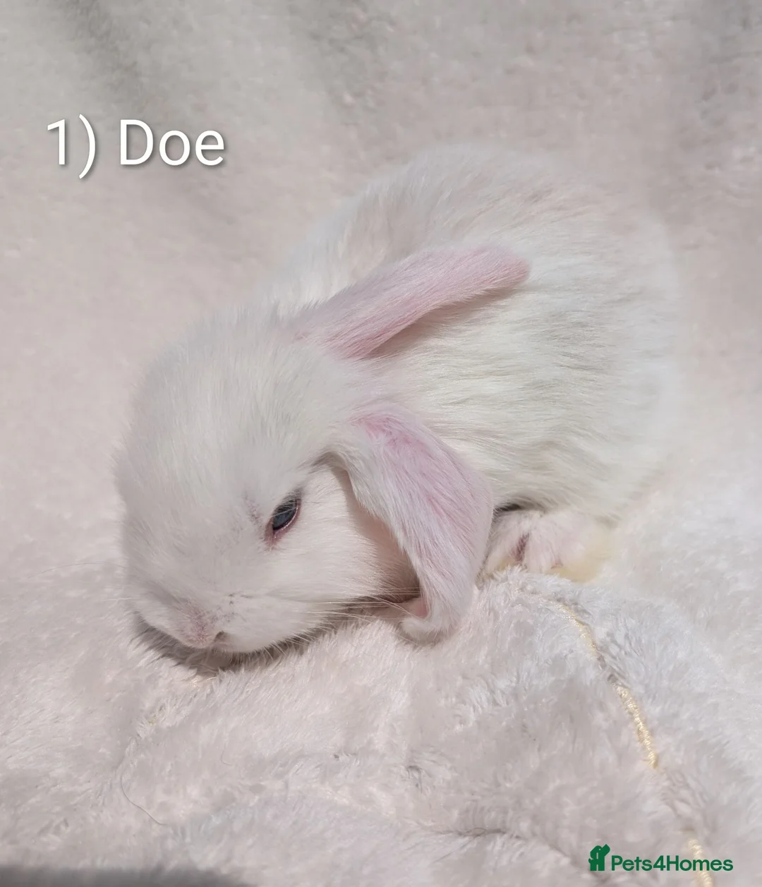Mini Lop rabbits for sale: Stunning Mini Lop Babies  - Advert 1