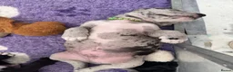 Great Dane dogs for sale: Gorgeous litter of kc registered Dane puppy's  - Advert 3