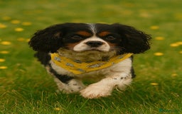 Cavalier King Charles Spaniel dogs for sale: DNA Health Tested Cavalier King Charles Puppies in Heathfield - Image 6