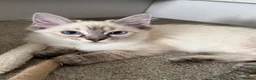 Ragdoll cats for sale: 💖 Stunning Ragdoll Kittens GCCF LAST ONE (Girl) - Advert 12