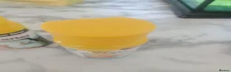Platies fish for sale: Plattie fish in Birmingham - Advert 7