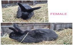 Mixed Breed rabbits for sale: Mini lop cross babies - Advert 9