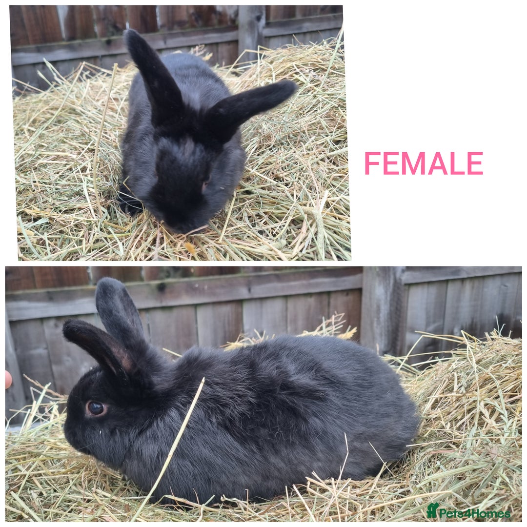 Mixed Breed rabbits for sale: Mini lop cross babies - Advert 9