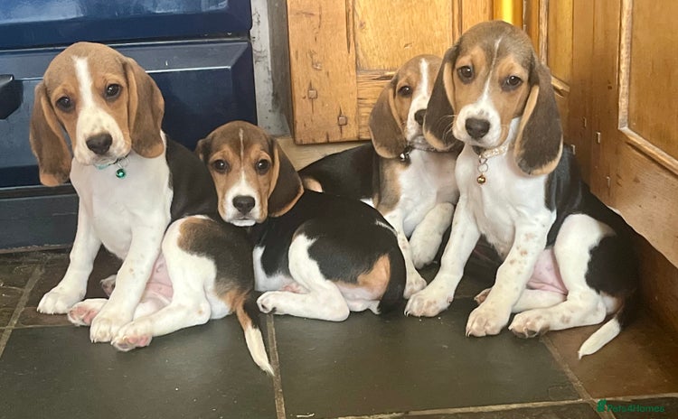 Beagle dogs - Advert 1