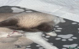 Ragdoll cats for sale: Ragdoll kittens  - Image 2
