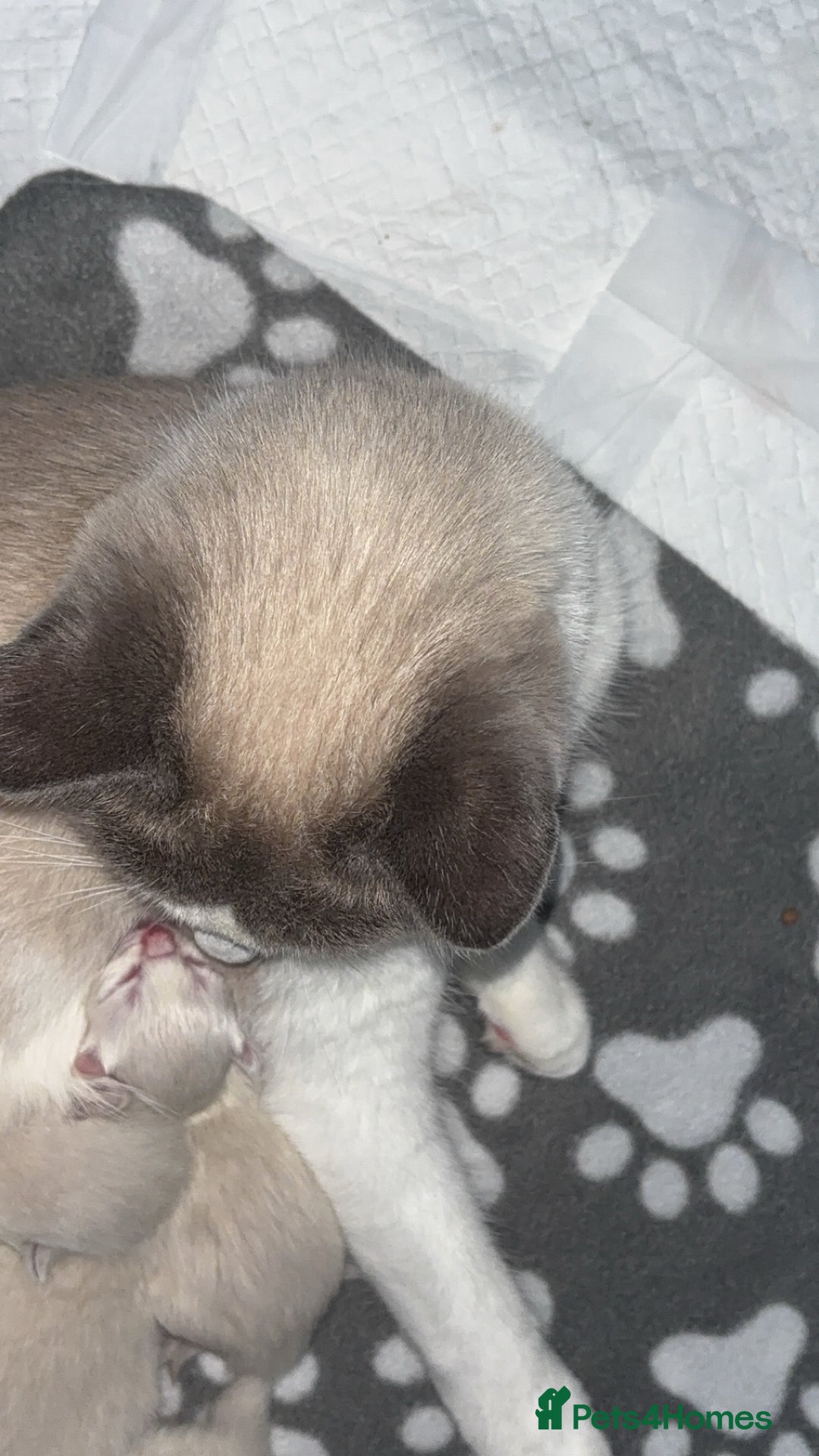 Ragdoll cats for sale: Ragdoll kittens  - Image 2