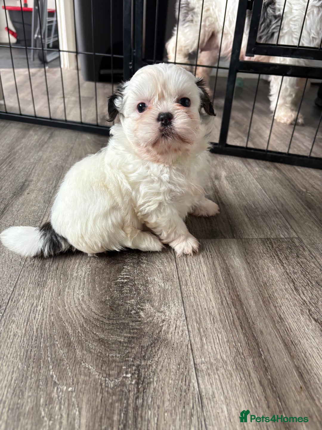 Shih Tzu dogs for sale: 4 Shih tzu girls  - Image 13