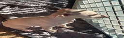 Italian Greyhound dogs for sale: 5 wonderful Wiggy’s licensed breeder  - Advert 38