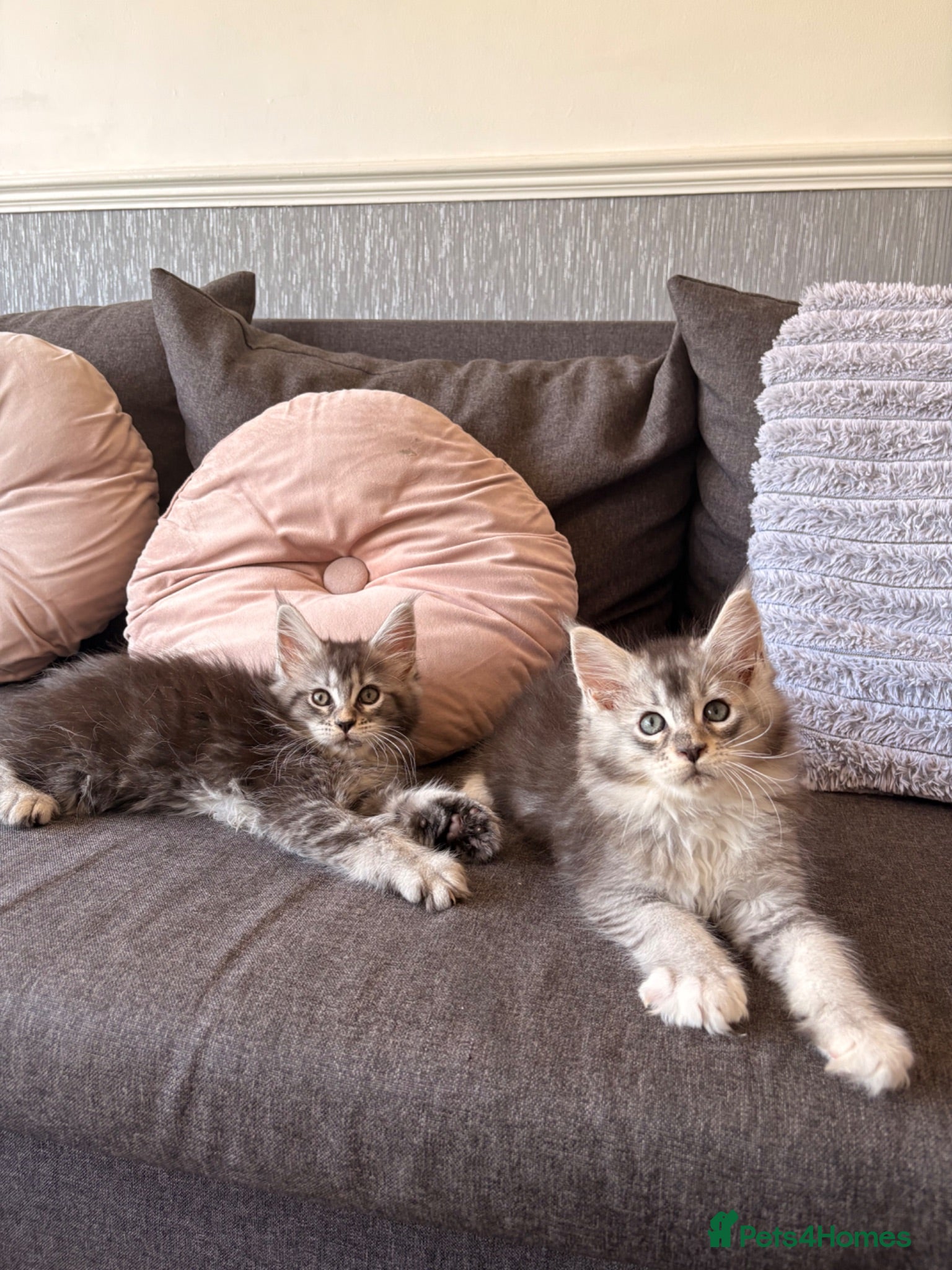 Maine Coon cats 🐾Beautiful Maine Coon Kittens 🐾 - Advert 1