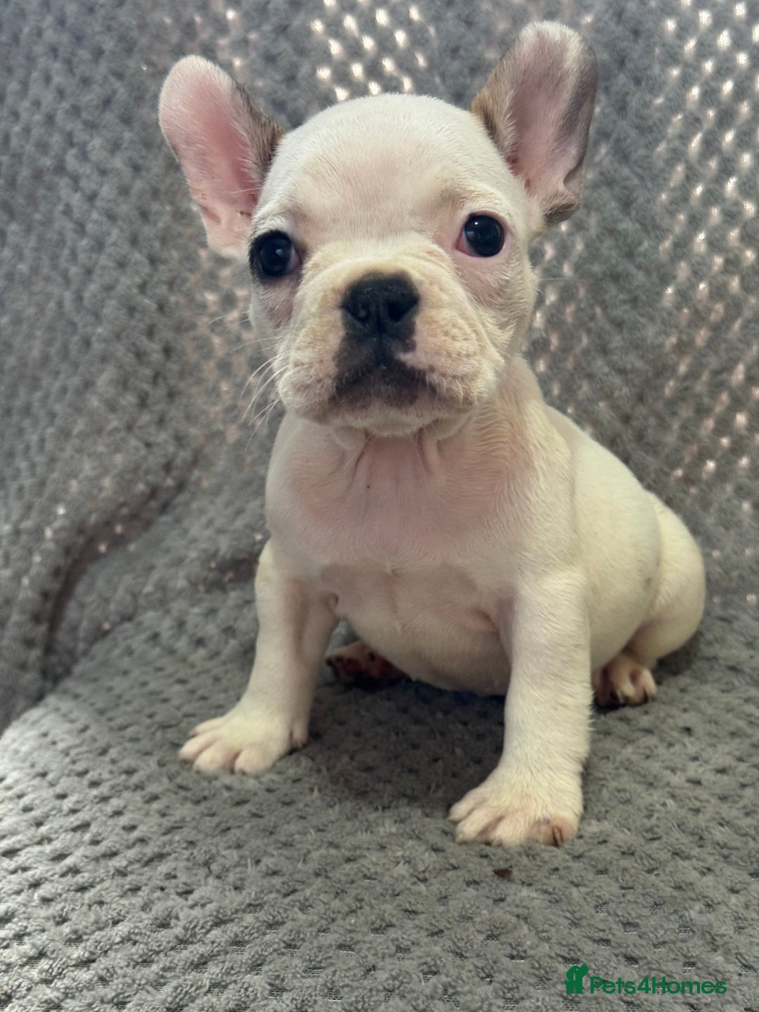 French Bulldog dogs for sale: FRENCH BULLDOG 🐶 - Advert 6