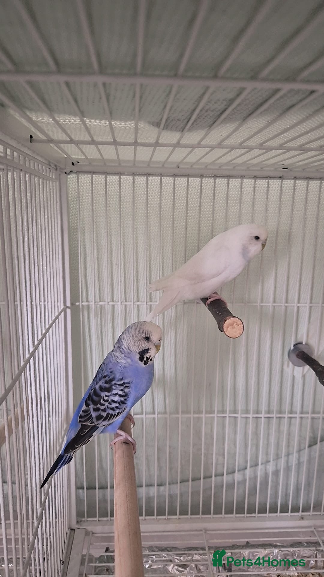 Budgerigars birds Lovely budgerigars for sale  - Advert 15