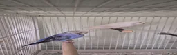Budgerigars birds for sale: Lovely budgerigars for sale  in Northampton - Advert 1