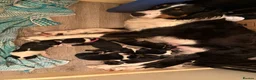 Border Collie dogs for sale: Health tested border collie puppies  - Advert 9