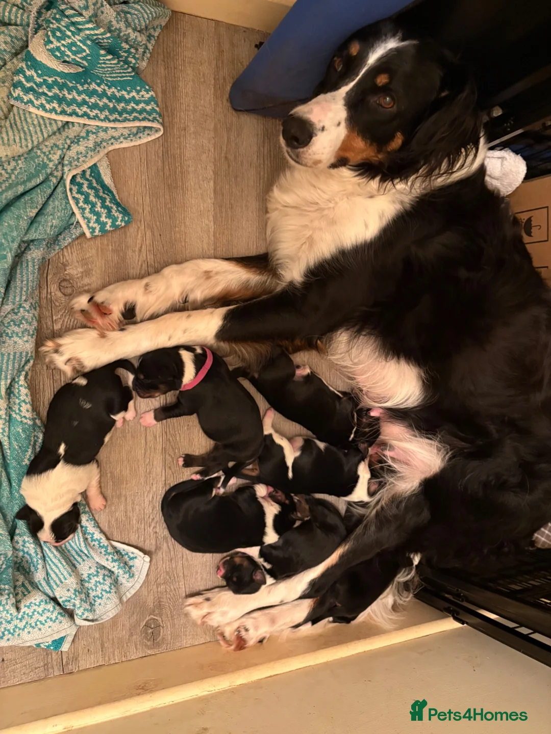 Border Collie dogs for sale: Health tested border collie puppies  - Advert 9