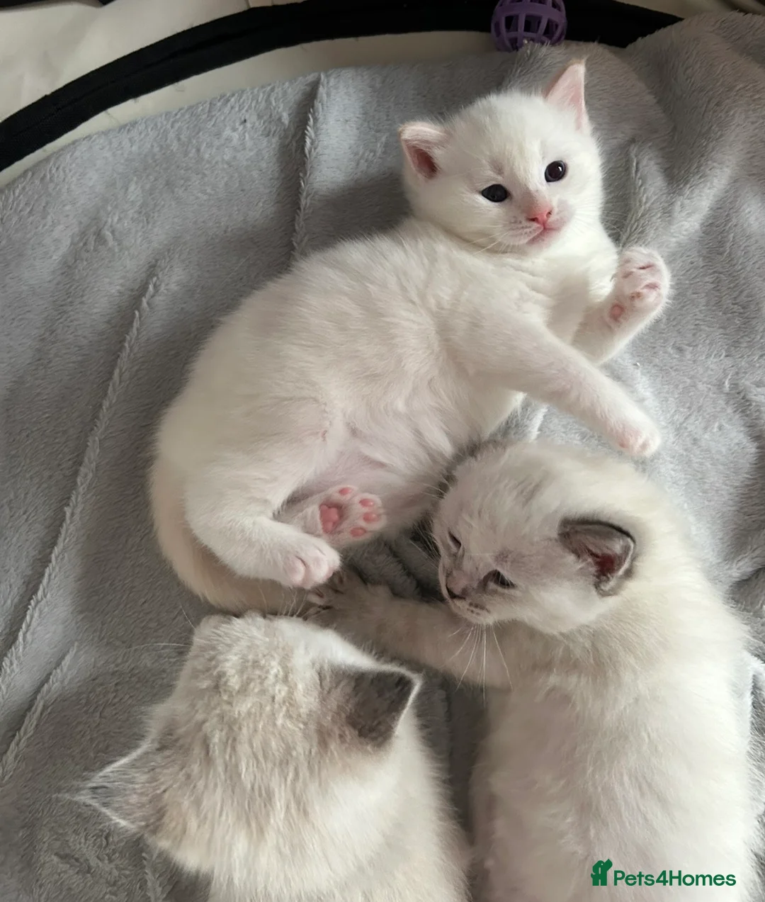Ragdoll cats for sale: Ragdoll torie/flame/lynx x kittens - Advert 2