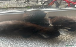 British Shorthair cats for sale: Three black kittens for sale  - Image 9
