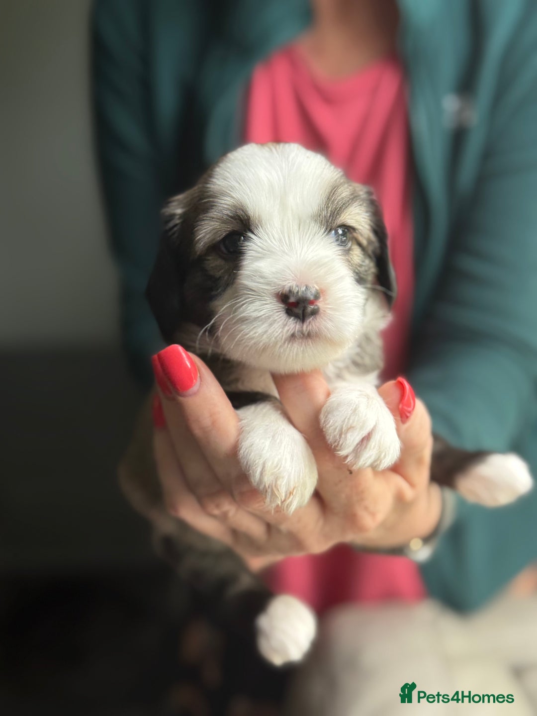 Tibetan Terrier dogs for sale: Gold Sable & White Tibetan Terrier Girl - Image 4