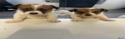 Jack Russell dogs for sale: 3 gorgeous jack Russell boys  - Advert 2