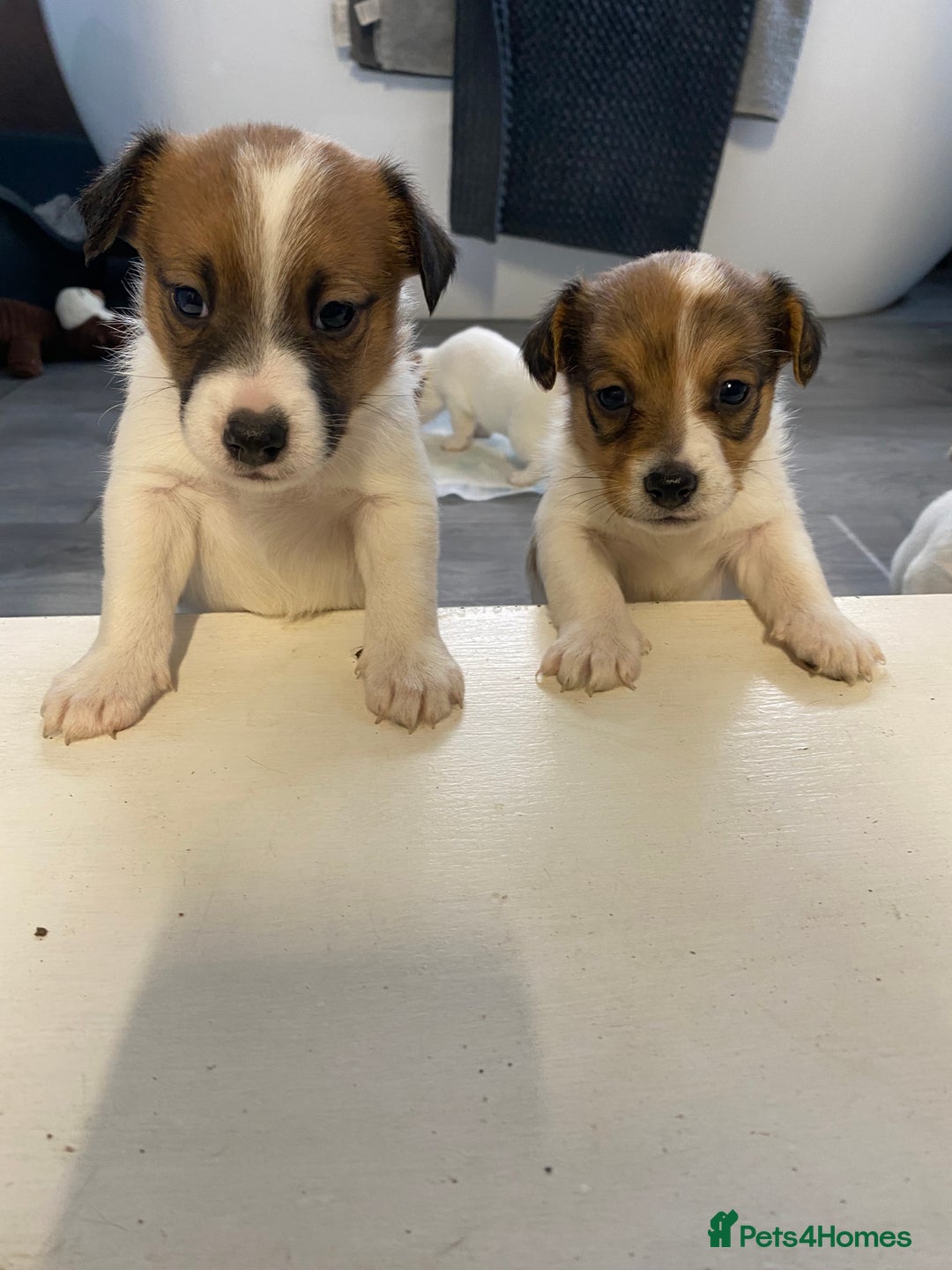Jack Russell dogs for sale: 3 gorgeous jack Russell boys  - Advert 2