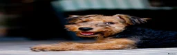 Airedale Terrier dogs for sale: My test dogs litter  - Advert 4