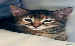 Domestic Shorthair cats for sale: Domestic shorthair kittens  - Image 7