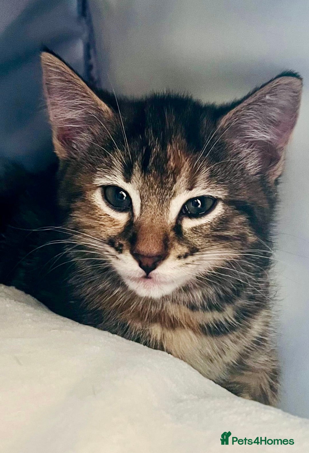 Domestic Shorthair cats for sale: Domestic shorthair kittens  - Image 7
