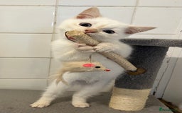 Ragdoll cats for sale: Ragdoll x Persian kittens  - Image 11