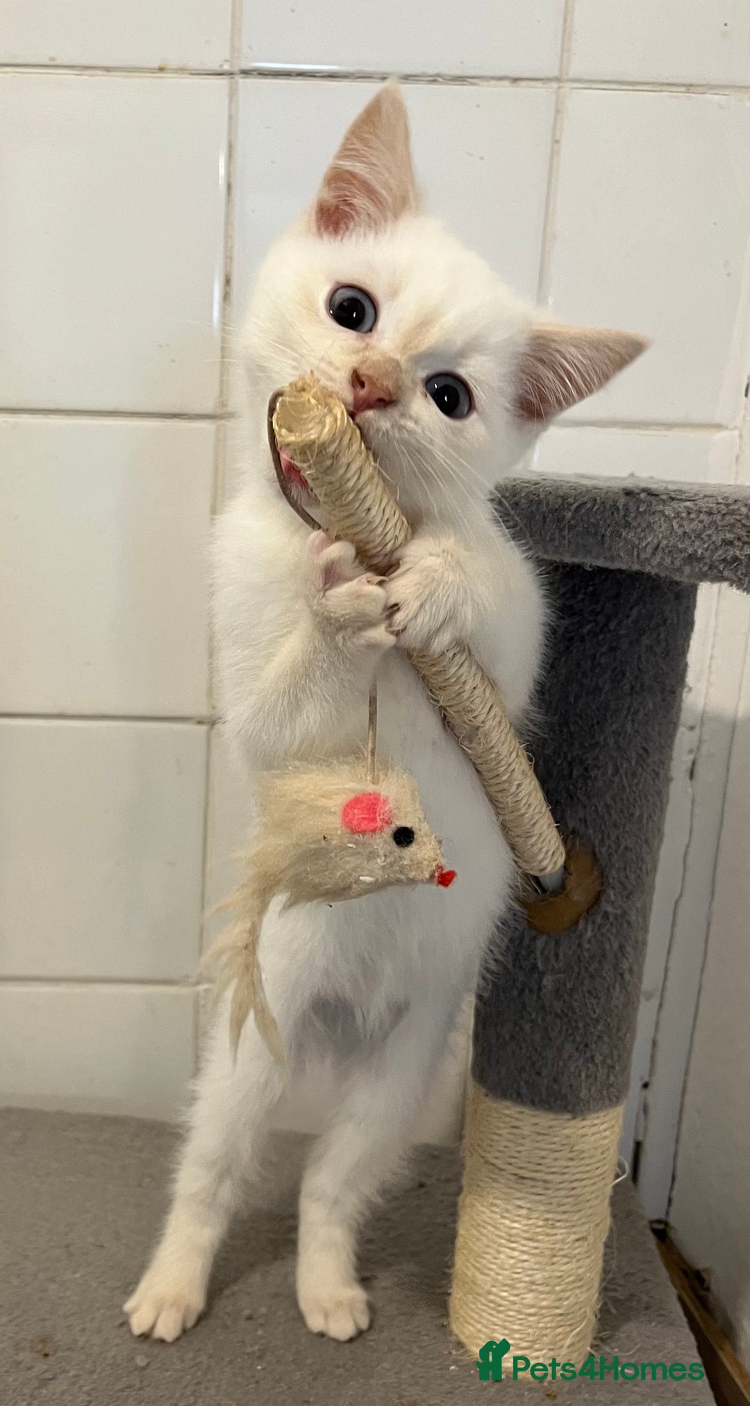Ragdoll cats for sale: Ragdoll x Persian kittens  - Image 11