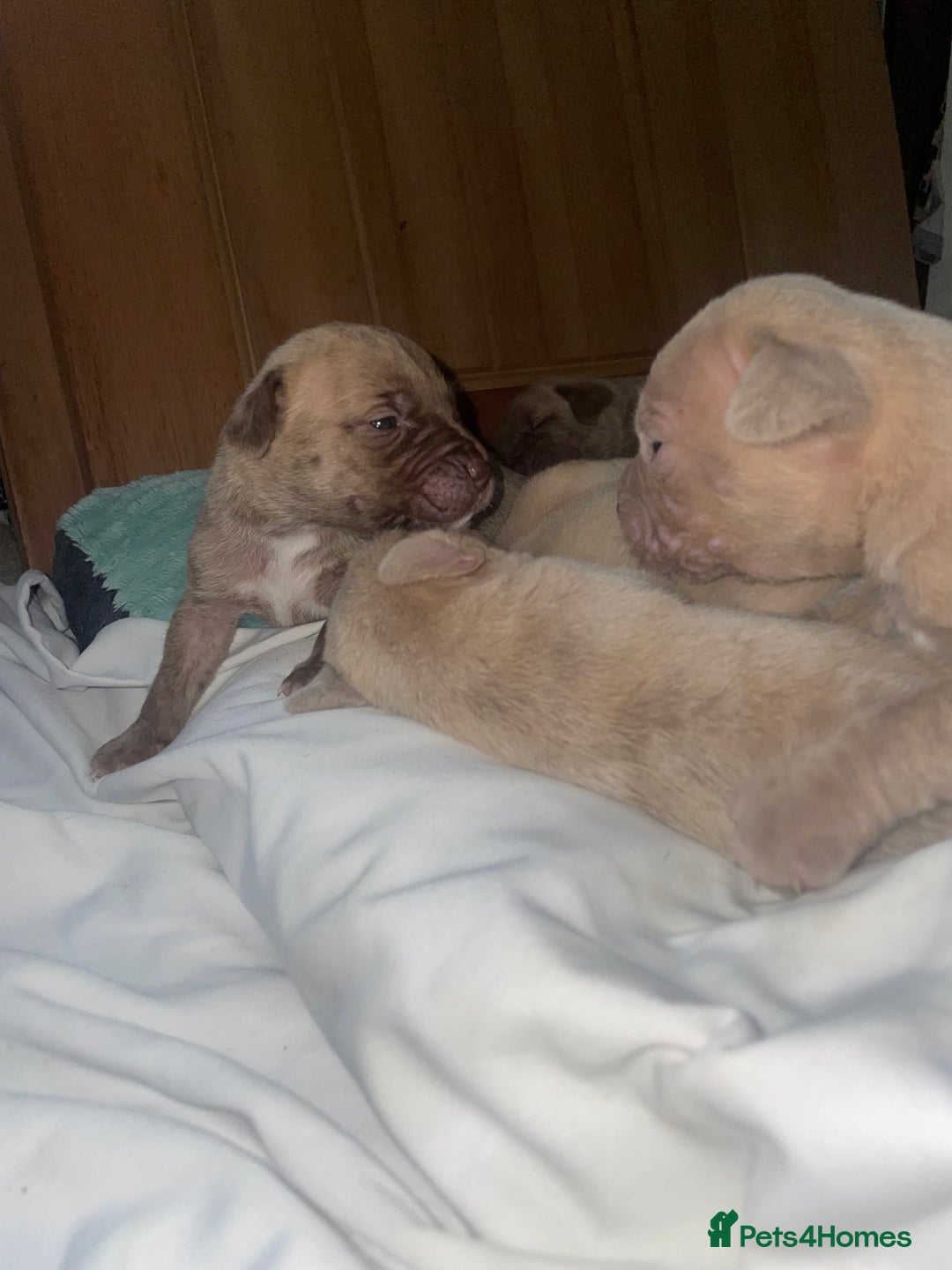 Mixed Breed dogs for sale: Cane Corso X mastiff - Image 17